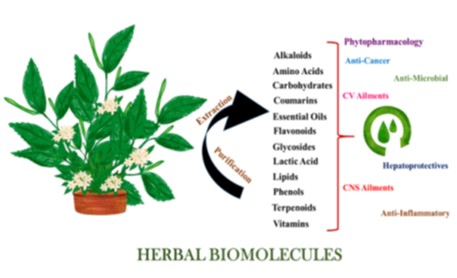 Phytomedicine: A Promising Solution for Advancing Phytotherapy ...